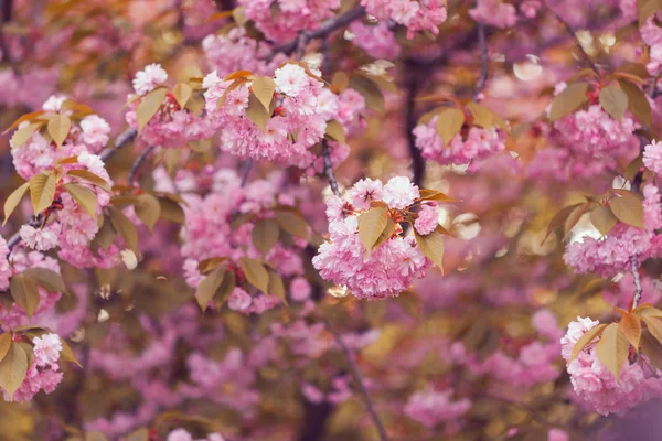 Gyönyörű rózsaszín cseresznyevirág virág a teljes virágzás. Sakura — Stock Fotó