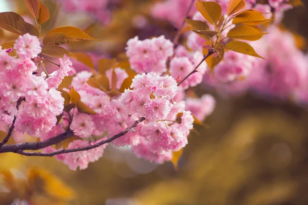 Hermosa flor de cerezo rosa en plena floración. Sakura. — Foto de Stock