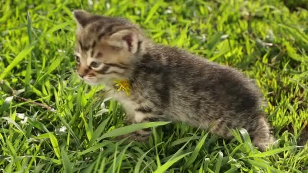 Little tabby kittens  on green grass HD — Stock Video