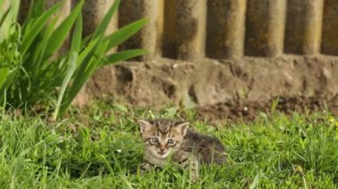 Hd küçük tekir kedi yavrusu yeşil çimen