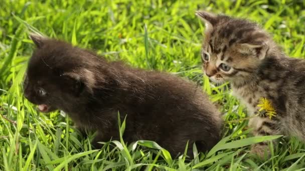 Petits chatons tabby sur herbe verte HD 