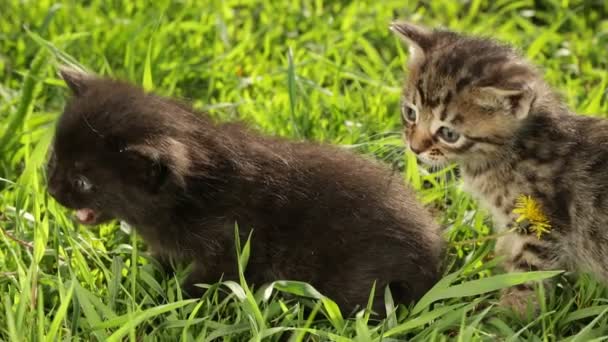 Pouco tabby gatinhos na grama verde HD — Vídeo de Stock