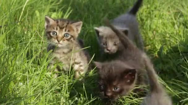 Little tabby kittens  on green grass HD — Stock Video