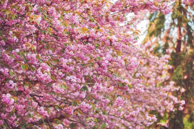 Tam çiçeklenme güzel pembe kiraz çiçeği çiçek. Sakura