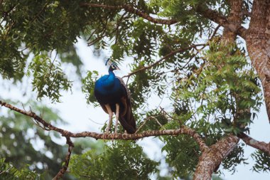 Çarpıcı mavi tüylü tavus kuşu tropik bir ormandaki bir ağaç dalına tünemişti. Kuş gözlemciliği, vahşi yaşam fotoğrafçılığı ve egzotik kuş türlerini koruma çabaları için mükemmel.