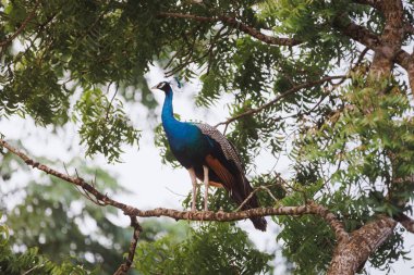 Görkemli bir mavi tavus kuşu, tropikal bir ormanda yoğun yeşil yapraklarla çevrili bir ağaç dalına tünemişti. Kuş izleme, vahşi yaşam fotoğrafçılığı ve tropikal koruma kampanyaları için ideal.