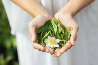 Yakından çekilen eller taze toplanmış yeşil çay yaprakları ve çiçek açan beyaz çay çiçeği. Yüksek kaliteli imaj sağlık, organik yaşam tarzı, çay kültürü veya çevre dostu kavramlar için idealdir.