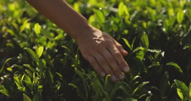 Güneş ışığıyla aydınlanmış bir çiftlikte insan elinin taze yeşil çay yapraklarına nazikçe dokunuşu. Doğa, tarım, sürdürülebilirlik, organik tarım ve çevre dostu tanıtım için kavramsal görüntüler.