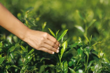 Yeşillik bir tarlada taze çay yaprakları toplayan bir elin yakından çekimi. Tarım, doğa ve organik tarım kavramları için idealdir. Yüksek kaliteli stok fotoğrafı.. 