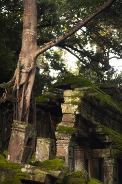 Antik ağaç kökleri yosun kaplı Angkor tapınağının çatısını yoğun Kamboçya ormanlarında kaplıyor, seyahat blogları, kültürel turizm görselleri, fantezi kitabı kapakları, tarih temaları ve editoryal tasarım için ideal.. 