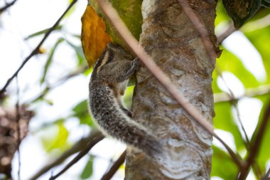 Küçük bir tropikal sincap bir ağaca tutunur, kısmen gövdesinin arkasına saklanır ve tüylü kuyruğu görünür. Vahşi yaşam fotoğrafçılığı, ekolojik içerik, tropikal doğa çalışmaları ve orman görselleri için ideal..