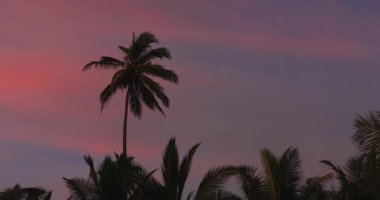 Dramatik bir günbatımı gökyüzüne karşı siluetlenmiş güzel palmiye ağaçları manzarası. Seyahat reklamlarında, tropikal temalı pazarlamada ve gevşemeyi ve güzelliği vurgulayan promosyon materyallerinde kullanım için ideal. 
