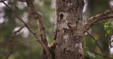 Vahşi bir maymun doğal orman çevresindeki terk edilmiş bir ağaç gövdesinden yiyecek alır. Vahşi yaşam belgeselleri, ekolojik tanıtımlar ve insan-vahşi yaşam etkileşimi konseptleri için yüksek kaliteli stok görüntüleri.