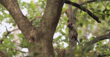 Yeşillik yağmur ormanlarında üç maymun koşup dallarda oynuyor. Çevre reklamları, doğa belgeselleri, vahşi yaşamı koruma tanıtımları ve macera konseptleri için mükemmel görüntüler..