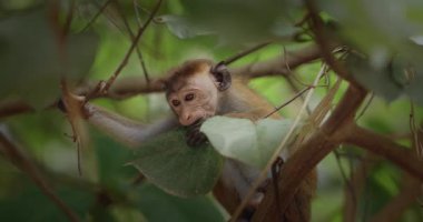 Bir orman ağacında otururken, sevimli vahşi maymun yaprağı kemiriyor. Doğa belgeselleri, eğitim içeriği veya eko-yaşam tarzı görselleri için yakın plan doğa görüntüleri ideal.
