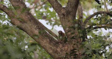 Birçok maymun, yemyeşil yağmur ormanlarında korku belirtileri göstererek ağaç dalları boyunca hızla kaçarlar. Çevre kampanyaları, koruma projeleri ve vahşi yaşam belgeselleri için harika görüntüler.. 