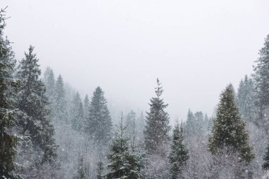 Karla kaplı bir çam ormanının sisle kaplı sakin bir kış sahnesi. Doğa, mevsimlik, vahşi doğa veya kış manzarası kavramları için mükemmel..