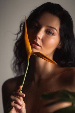 Gizemli, beyaz tenli, elinde bir cennet kuşu tutan genç bir kadın. Kavramsal güzellik ve doğa portresi cilt bakımı, kaplıca, kozmetik veya sanatsal markalaşma için idealdir..