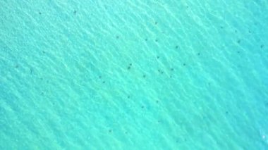 Açık ve sığ tropikal denizde su altında görülebilen çok sayıda deniz yıldızının havadan görüntüsü. Doğal deniz yaşamı seyahat tanıtımı, okyanus konsepti, eko turizm reklamı ve...