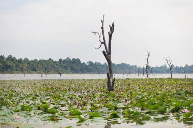 Kamboçya 'nın Angkor Wat kompleksi Neak Pean Tapınağı yakınlarındaki sakin bir gölette lotus bitkileriyle çevrili yalnız ölü bir ağaç. Doğa, seyahat ve çevre konsepti için idealdir..