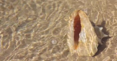 Plaj konseptleri, spa reklamları, deniz reklamları ya da seyahat görselleri için ideal olan yumuşak dalgalı, güneşli, sığ sularda dinlenen tropikal bir miğfer kabuğunun yüksek kaliteli sualtı görüntüsü..