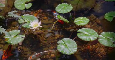 Koi balıkları, nilüfer yapraklarının altında beyaz nilüfer çiçeğiyle berrak gölet suyunda yüzerler. Spa reklamları için ideal, zen meditasyon görseller, bahçe tasarımı, doğa rahatlığı ve web reklamları için markalaşma.