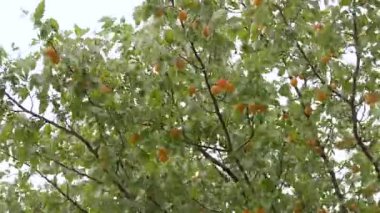 Olgun meyve toplamak için sallanan bir kayısı ağacının canlı sahnesi. Meyve bahçesinin canlı görünümü verimli bir hasatın özünü yansıtıyor. Tarım ve mevsimsel temalar için ideal..