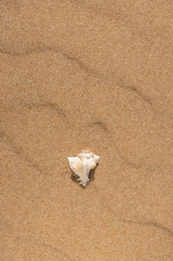 Beyaz dikenli deniz kabuğu altın kumun üzerinde yatıyordu. Temiz, minimumda ve geniş bir negatif alanı vardı. Yumuşak gölgeli ve ince desenli parlak sahil sahnesi yaz kampanyaları için mükemmel, seyahat pazarlama ve...