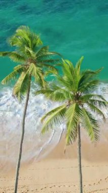 Kumsaldaki iki palmiye ağacının üzerinde turkuaz okyanus dalgaları olan drone görüntüleri. Parlak tropikal manzara ve canlı renkler. Seyahat reklamları ve turizm içeriği için ideal.