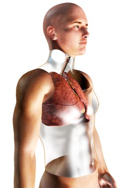 3D insan solunum sistemi