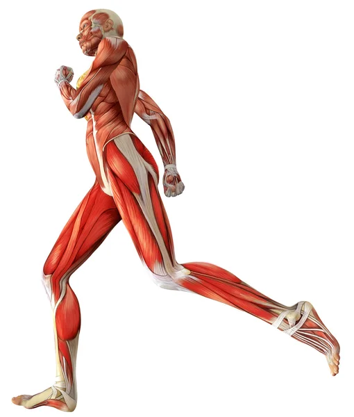 3D женский медицинский персонаж показывает активные мышцы при беге — стоковое фото