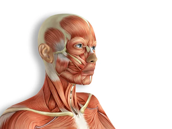 Vrouwelijke gezicht spieren anatomie — Stockfoto