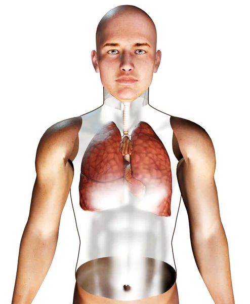 3d Human Respiratory System — Stock Photo, Image