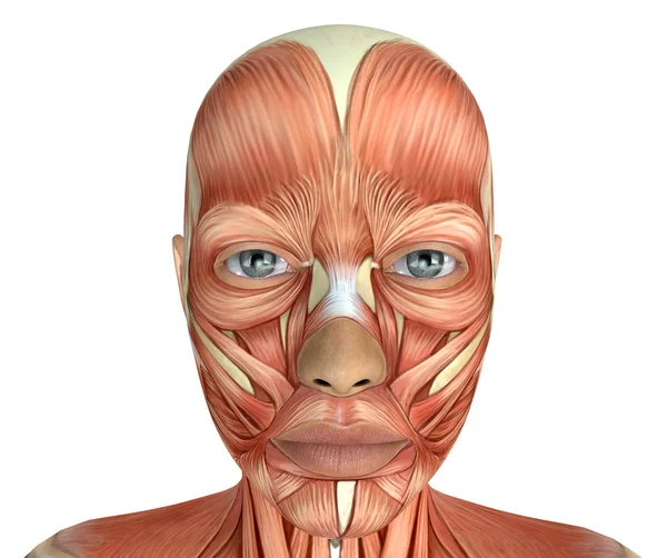 여성 얼굴 근육 해부학 — 스톡 사진