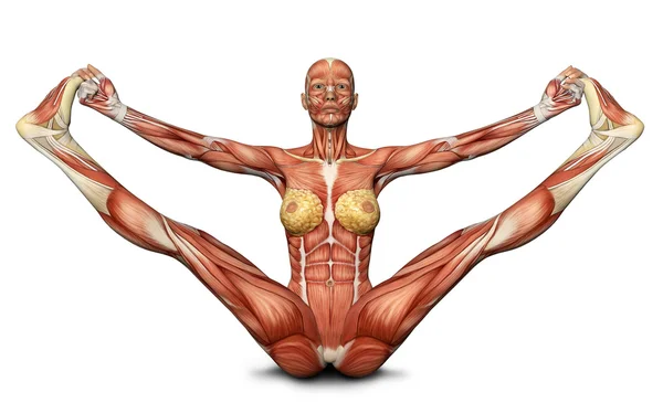 Figura médica femenina 3D en pose de yoga — Foto de Stock