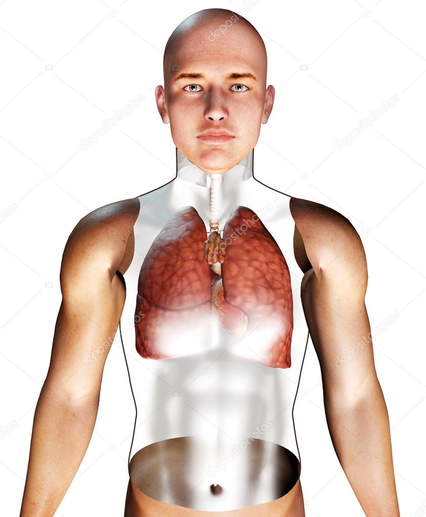 3d Human Respiratory System