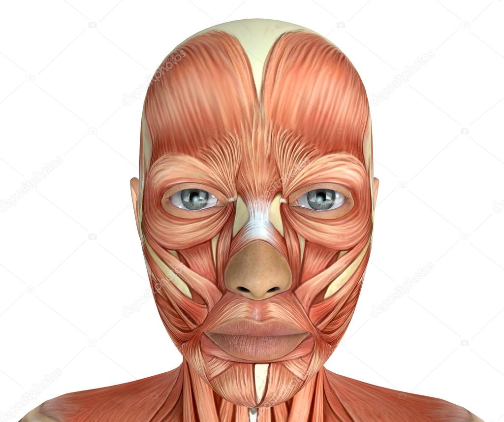 Female Head Muscles Anatomy Front View Stock Photo - Download