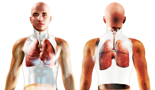 3d Human Respiratory System — Stock Photo, Image