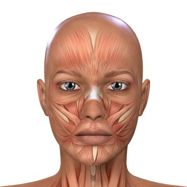 Kadın yüzü kas anatomisi