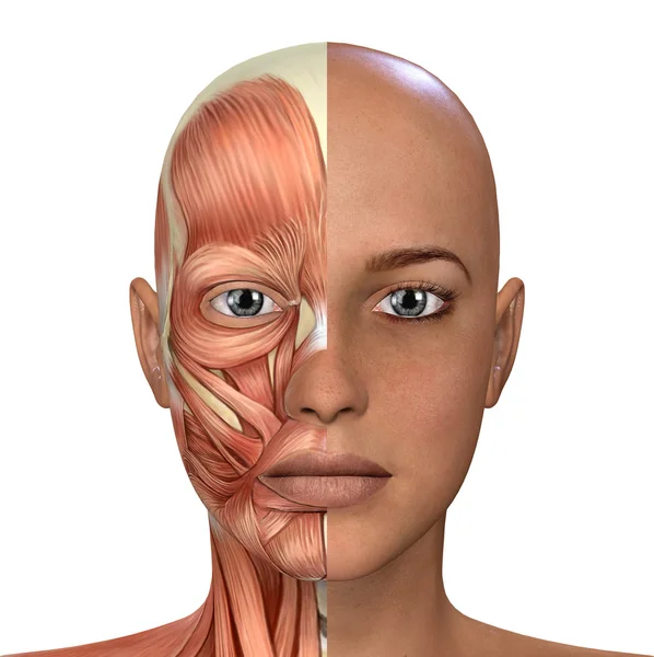 Anatomia dos músculos faciais femininos — Fotografia de Stock