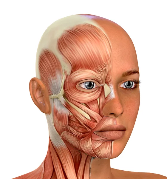 Anatomía de los músculos de la cara femenina — Foto de Stock