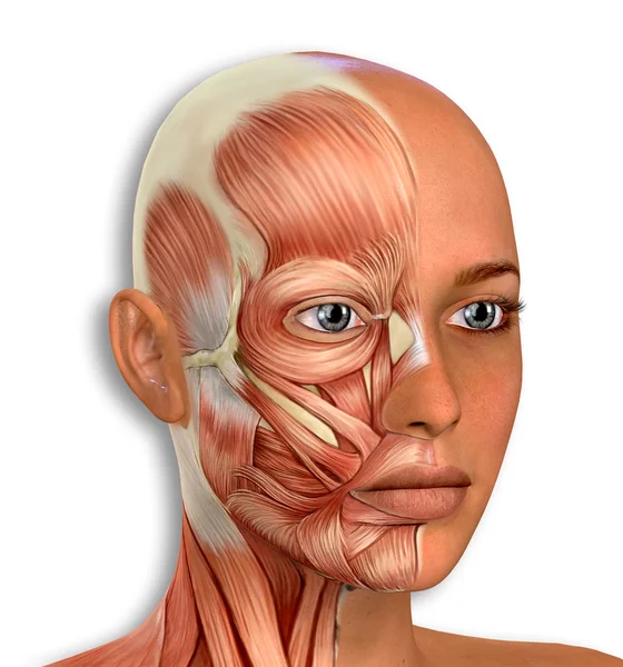 Anatomía de los músculos de la cara femenina — Foto de Stock