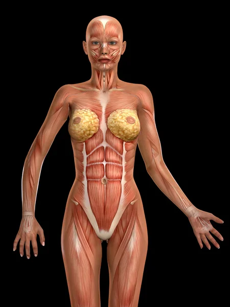Figura médica feminina 3D — Fotografia de Stock
