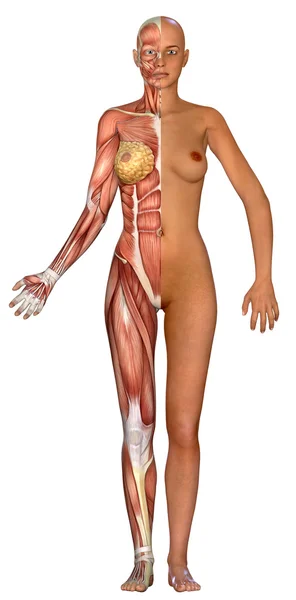 3D kvinnelig medisinsk figur – stockfoto