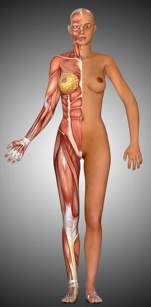 Медицинская фигура 3D — стоковое фото