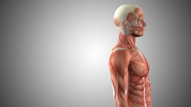 3D animasyonlu erkek vücudu anatomisi