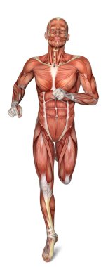 3D erkek çalışan vücut anatomisi 