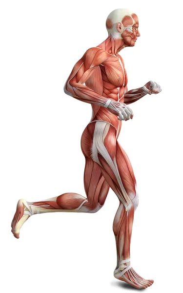 3d male running body anatomy — Stock Photo, Image