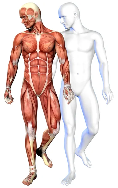 3d anatomia do corpo masculino — Fotografia de Stock