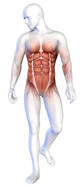 3d male body anatomy — Stock Photo, Image